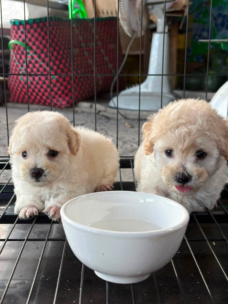 Giống chó (Breed)